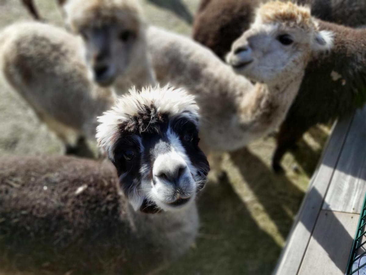Ferienwohnung Bungenhof Alpacas Celle Exterior photo