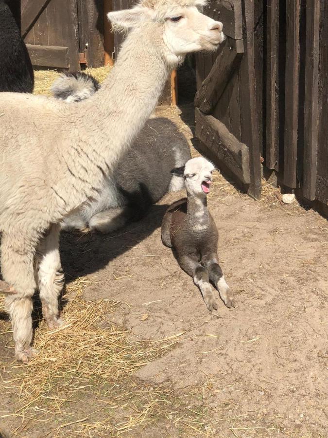 Ferienwohnung Bungenhof Alpacas Celle Exterior photo